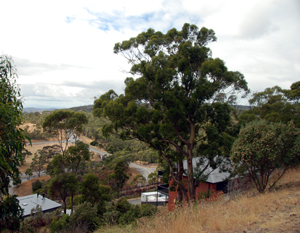 Gum trees DSC_0127 web