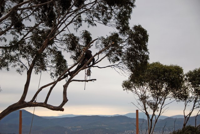 Angliss 01 full view early 65 DSC_0617