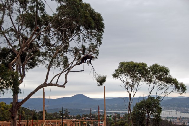 Angliss 03 throw 65 DSC_0622