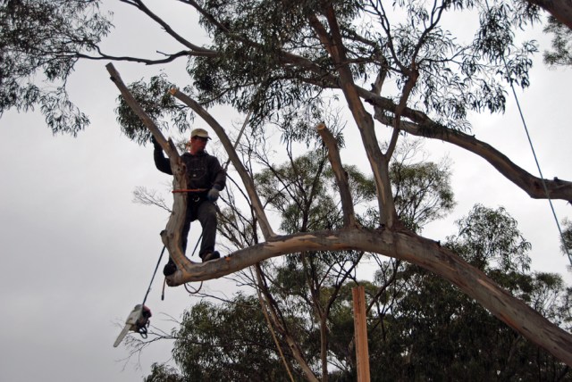 Angliss 04 on limb 65 DSC_0637