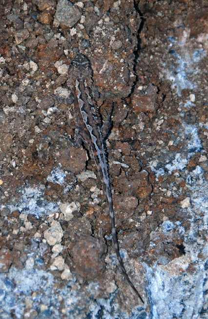 Mountain dragon 1 50 DSC_0053