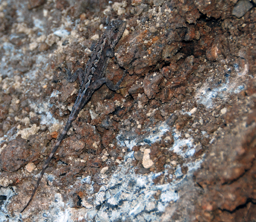 Mountain dragon 50 DSC_0057