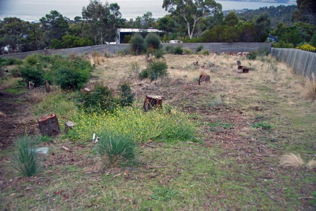 Trees denuded Woodridge Place 65 DSC_0587